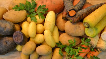 Ein große Anzahl von "alten" Gemüsen und Kartoffeln werden wieder in der Region "Vorderpfalz" angebaut.